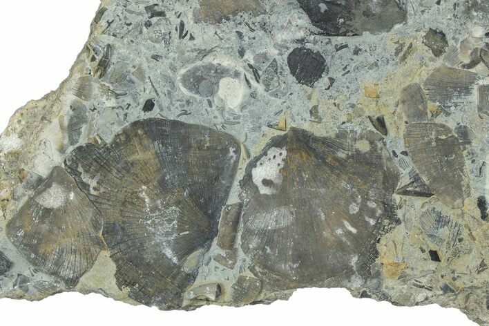 Fossil Brachiopod (Rafinesquina) and Bryozoan Plate - Indiana #285104